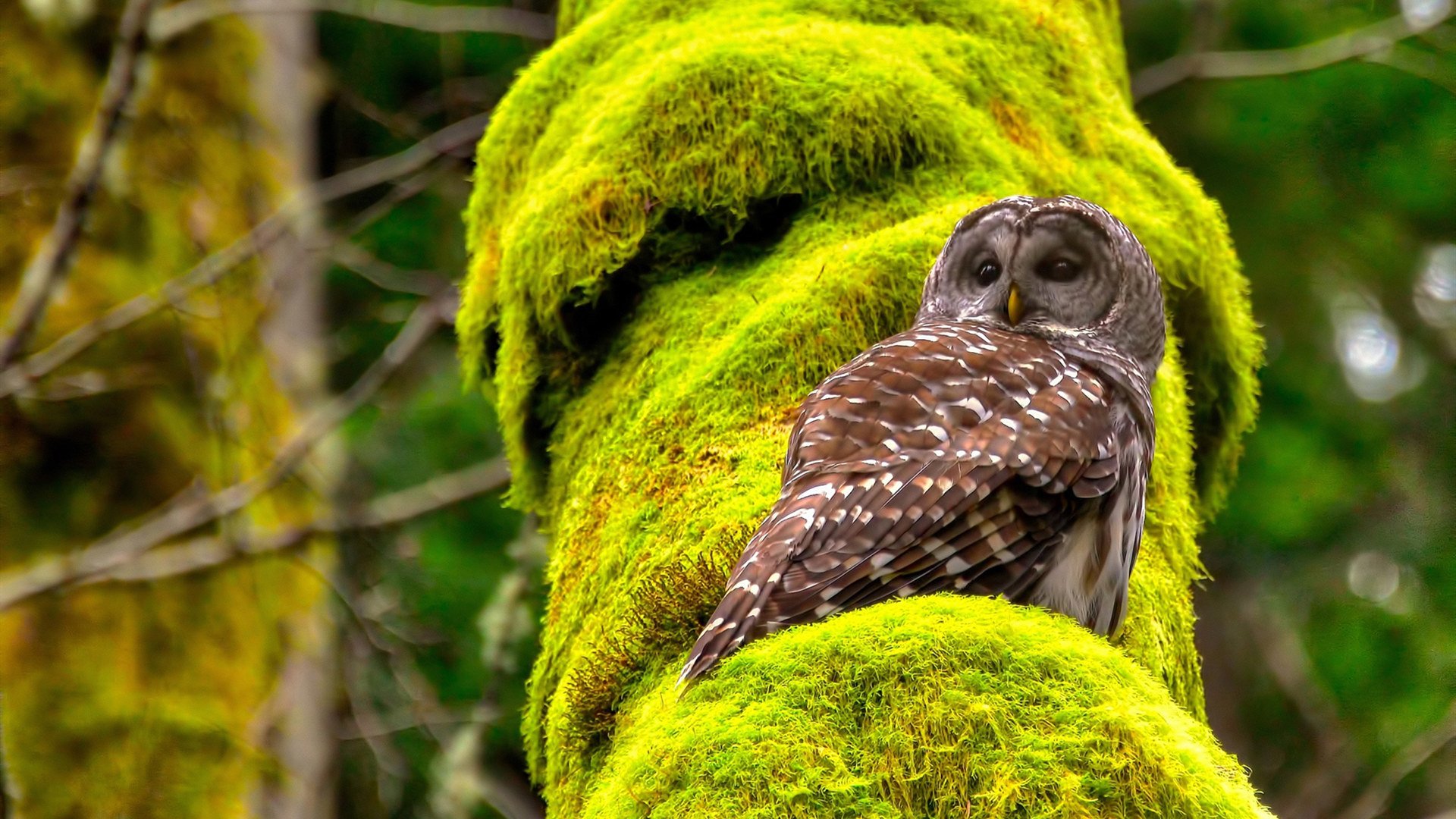 开云体育在线-冰封王座与烈焰刀锋，当世界排名在指尖震颤