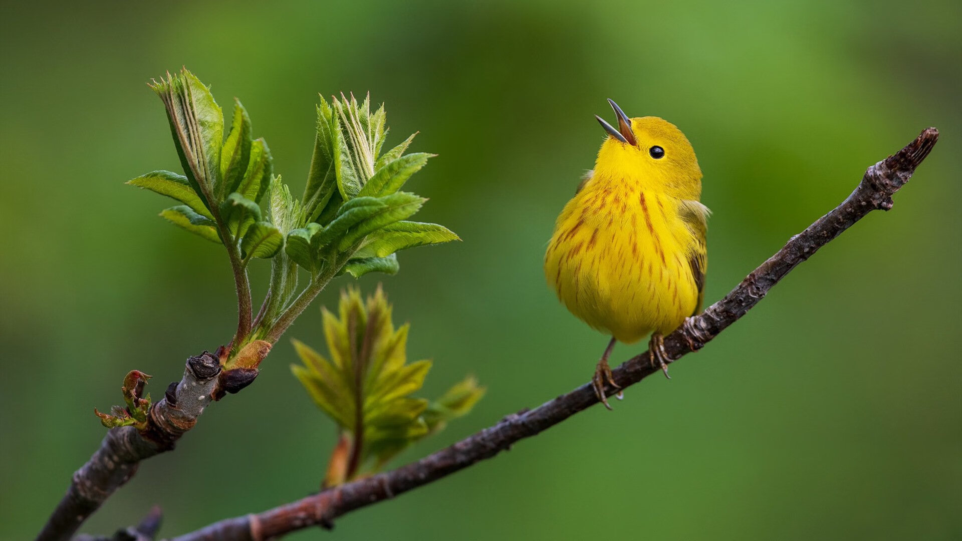 开云体育官网-数据仅列第三，关键时刻得分却冠绝联盟，英格拉姆是如何成为大场面先生的？