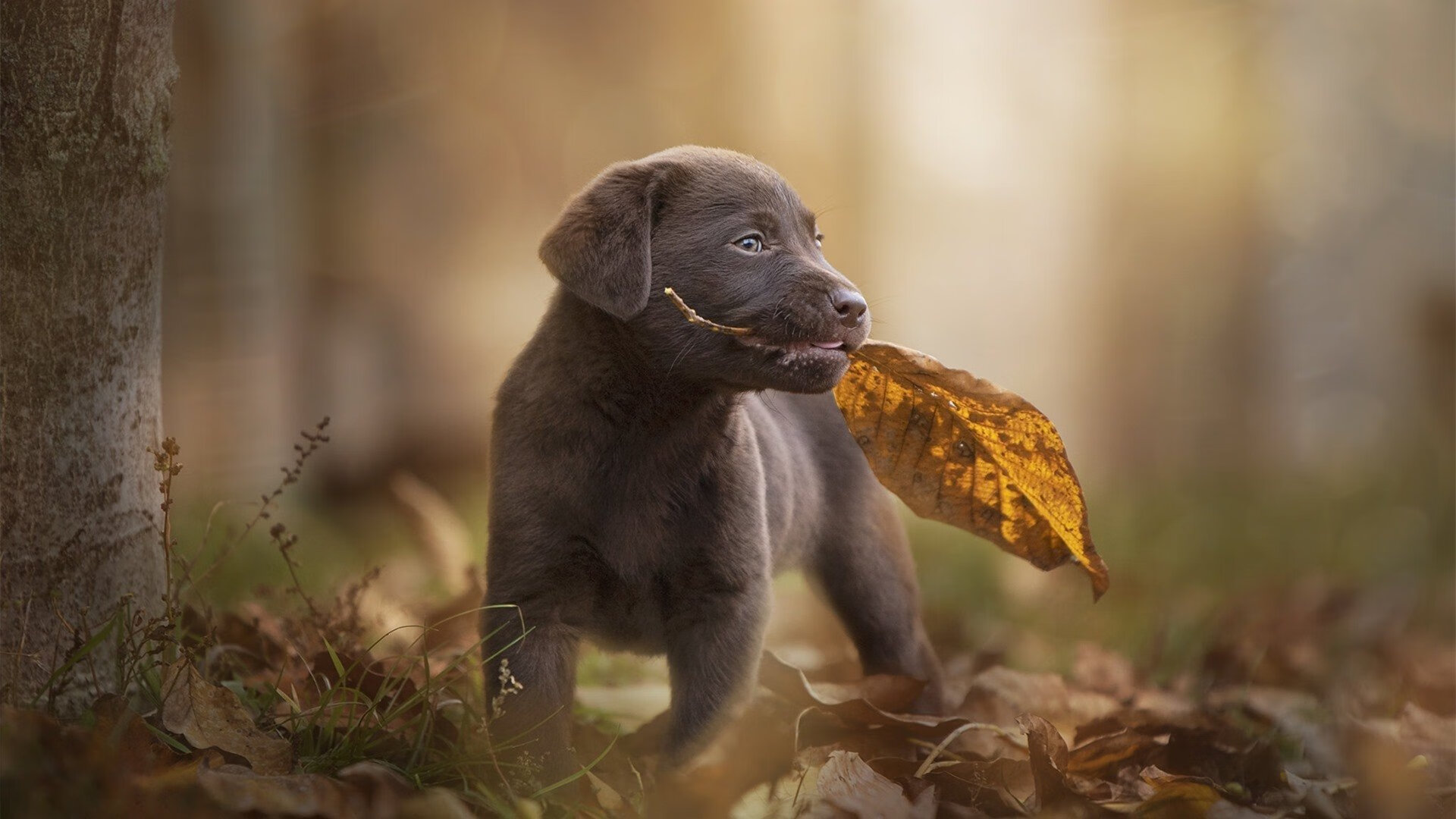 哈利伯顿的节拍器,当NBA节奏大师校准CBA赛场