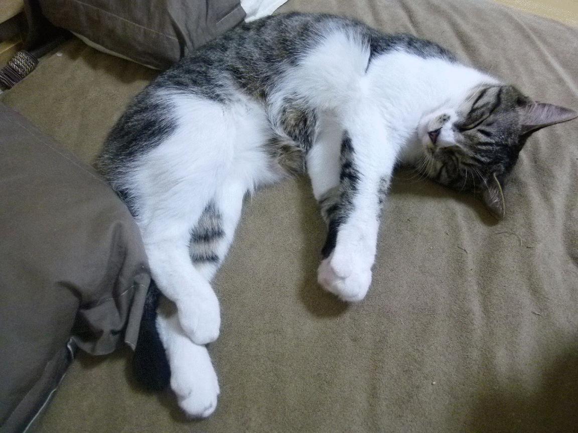 奥运关键夜，灰熊之怒撕碎悬念—莫兰特！莫拦他！