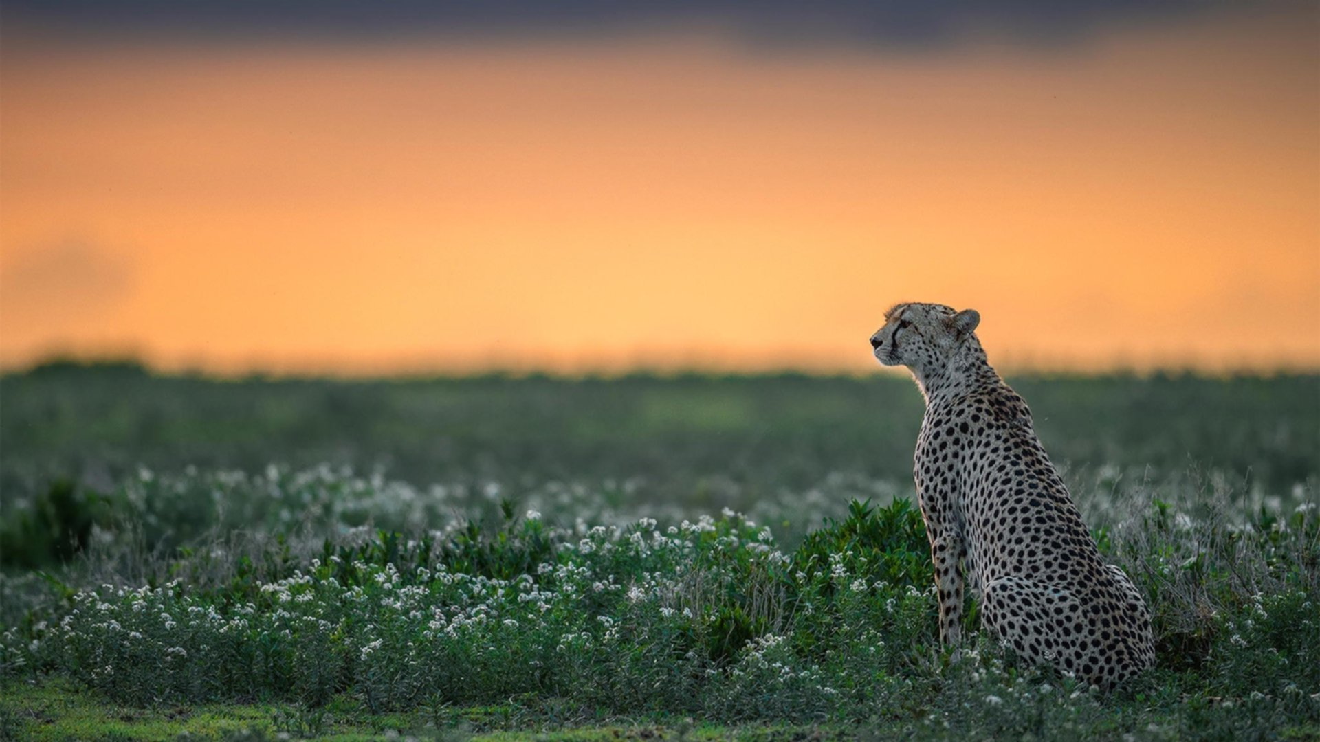 班凯罗统治五棵松！北京队冰封广东三连冠，一场惊艳的战术完胜