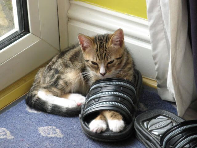 沙漠闪电劈碎斑马军团，奥斯梅恩一击让意甲豪门梦碎沙特