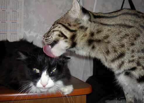 绝境之王！马克西末节暴走导演史诗逆转，广厦生死战擒国王续写传奇