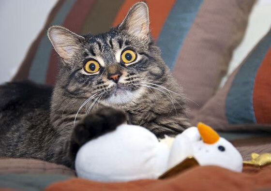 临危受命!朱-霍勒迪化身森林狼救世主,导演惊魂逆转老鹰