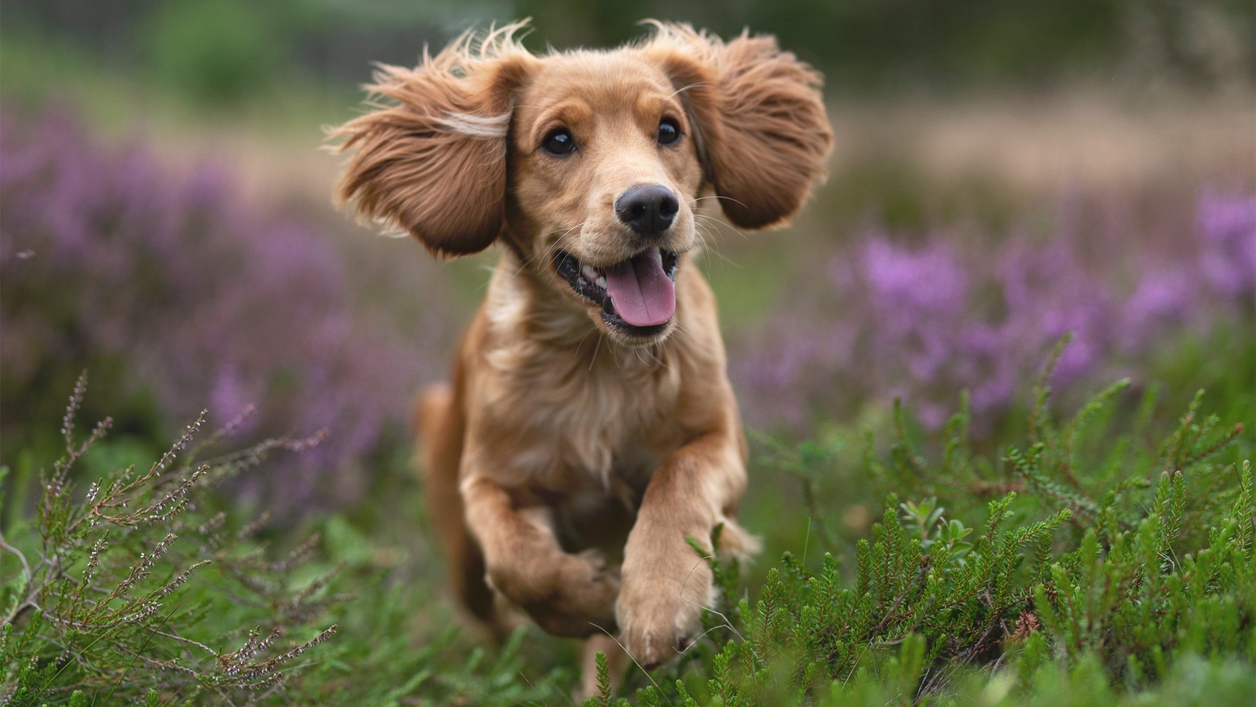 篮球场上的德甲争冠战,太阳以焦点战强度碾压爵士,演绎绿茵场般的激情