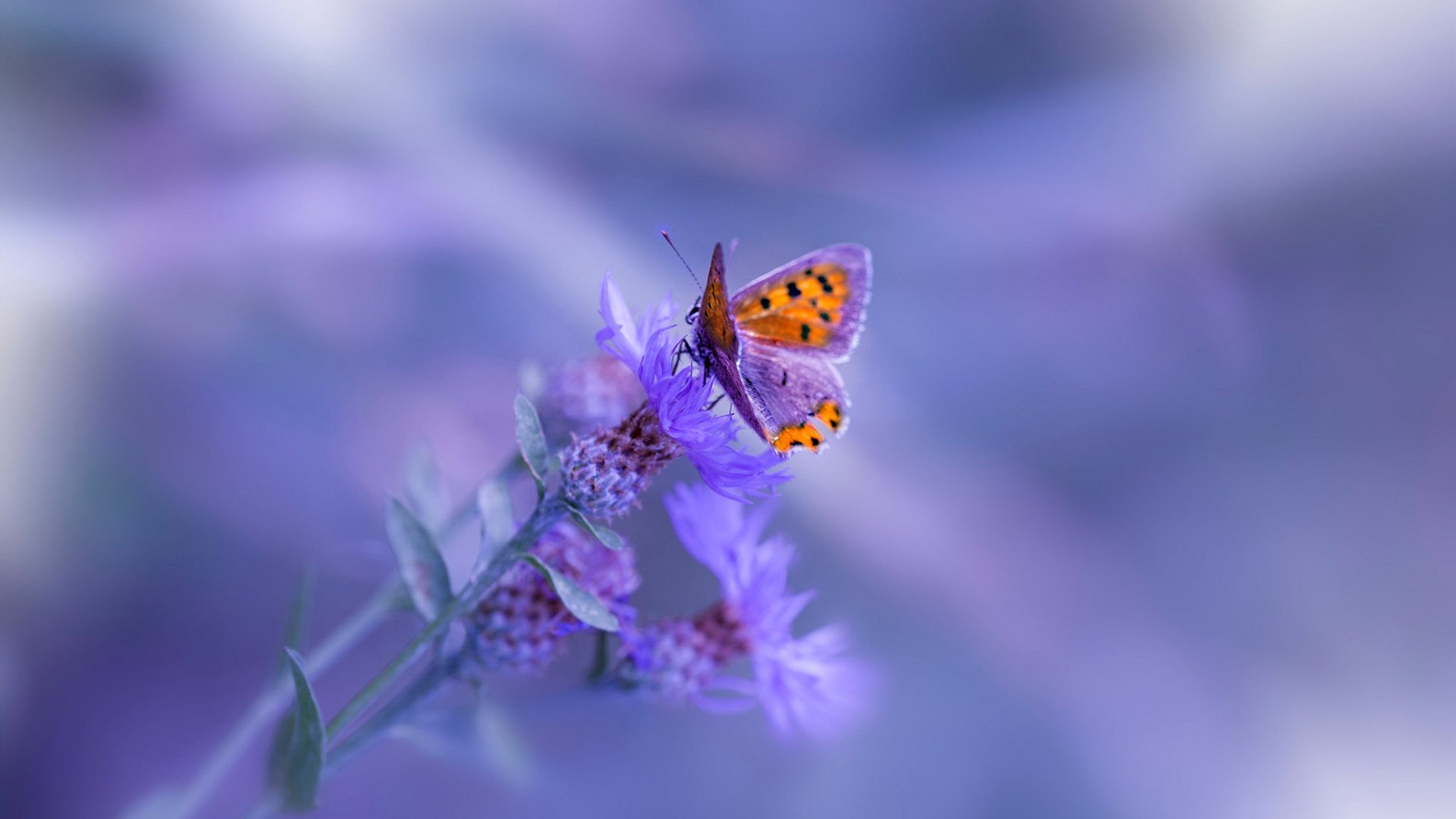 开云体育APP下载-冷刃出鞘，2026世界杯焦点战，哥斯达黎加斩落加纳纪实