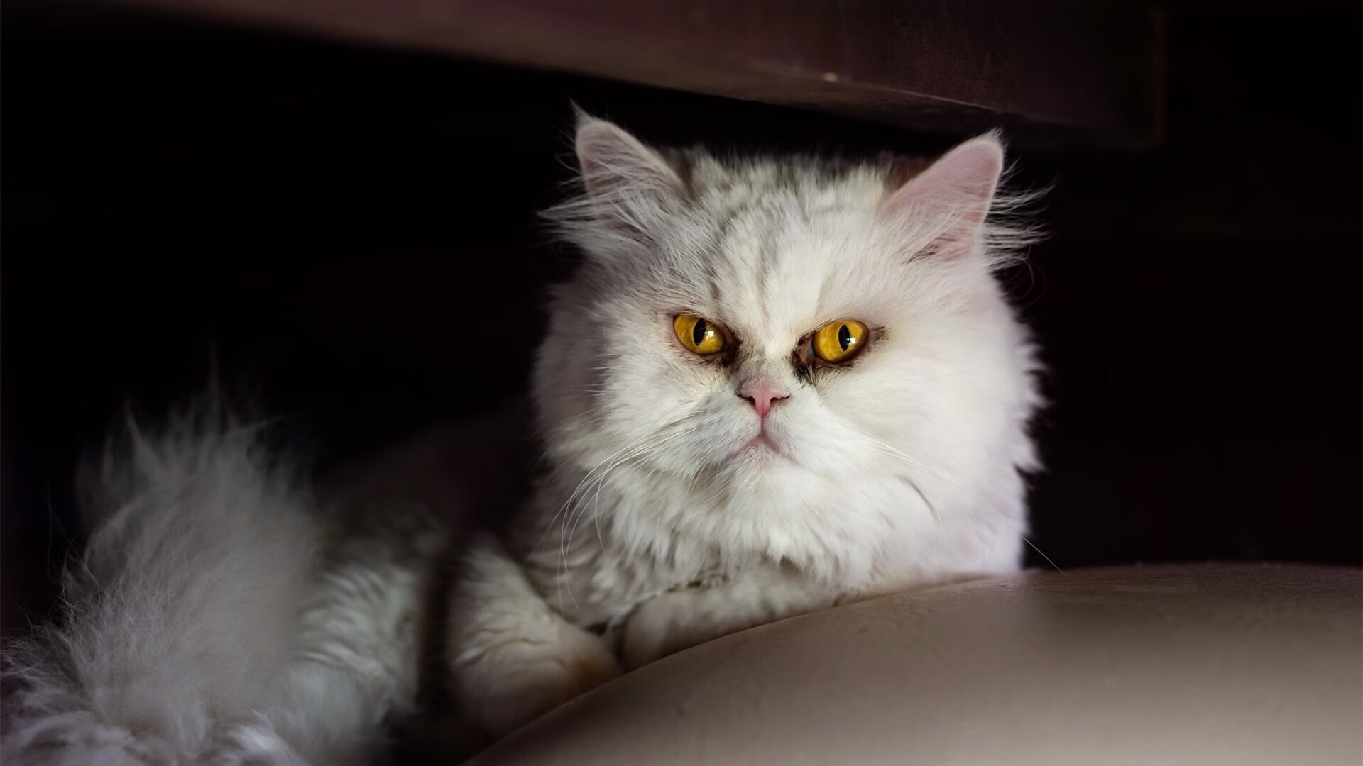 开云sport-莱万时间！加纳补时惊天逆转，核心节奏导演绝杀皇家社会