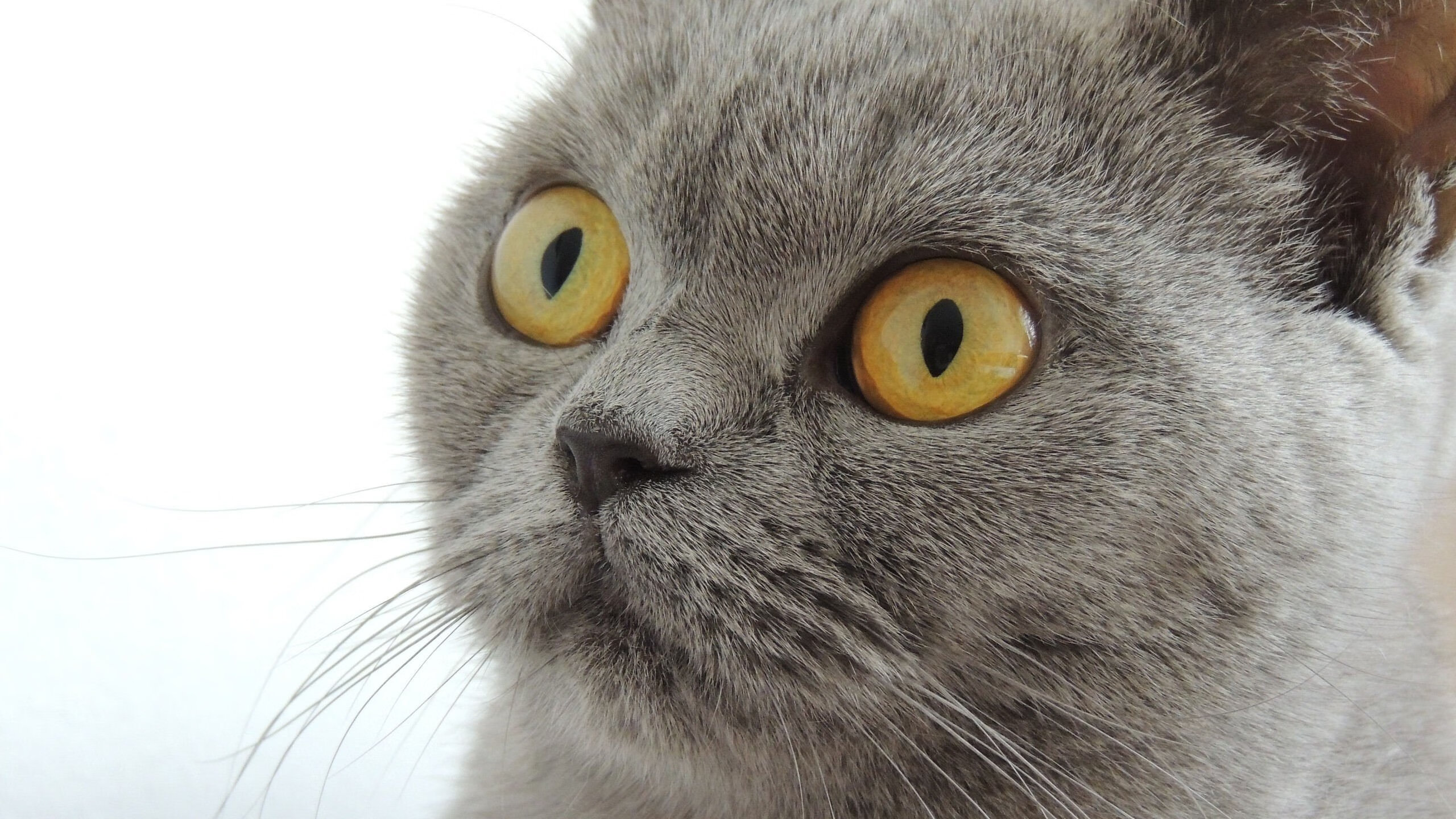 他并非为此城而来，布克攻防两端的征服，一场费城最熟悉的降临