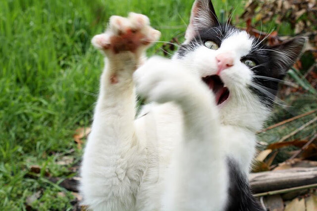 黄色潜水艇撞沉非洲雄狮，凯恩独扛三狮军旗破浪前行