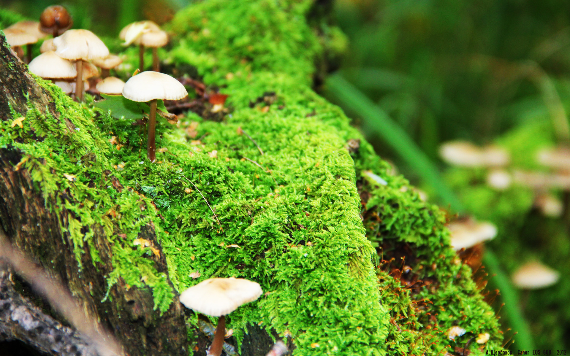 北欧盾与维京魂,厄德高刺穿雷恩的钢铁防线