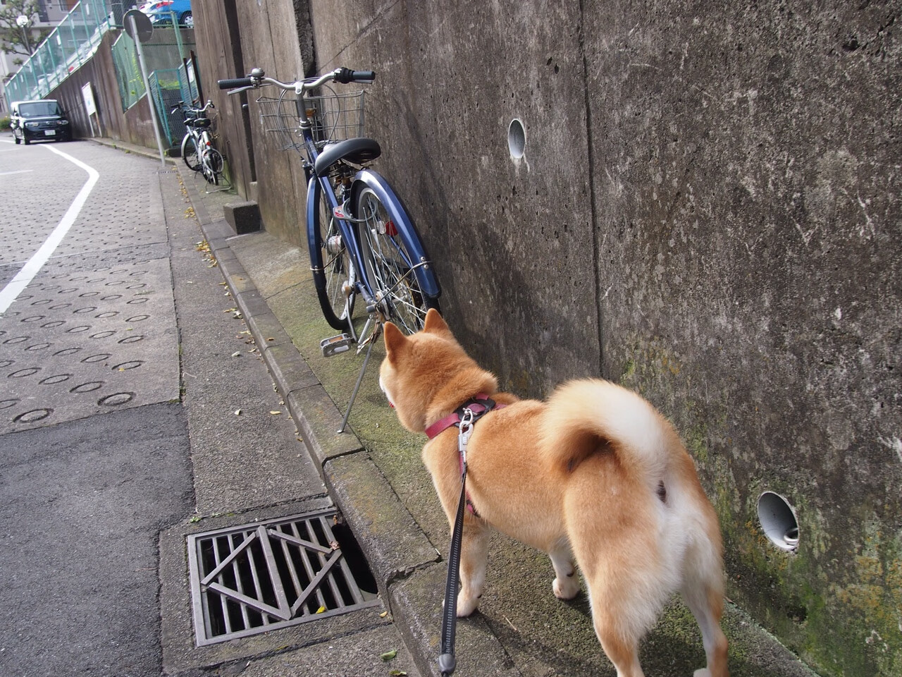 孤星耀巴黎，利拉德奥运前夜的霸权宣言