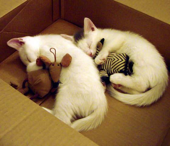 开云体育2026-1.青铁脊梁，欧冠淘汰赛之夜，加维的压制级表演如何定义巴萨未来