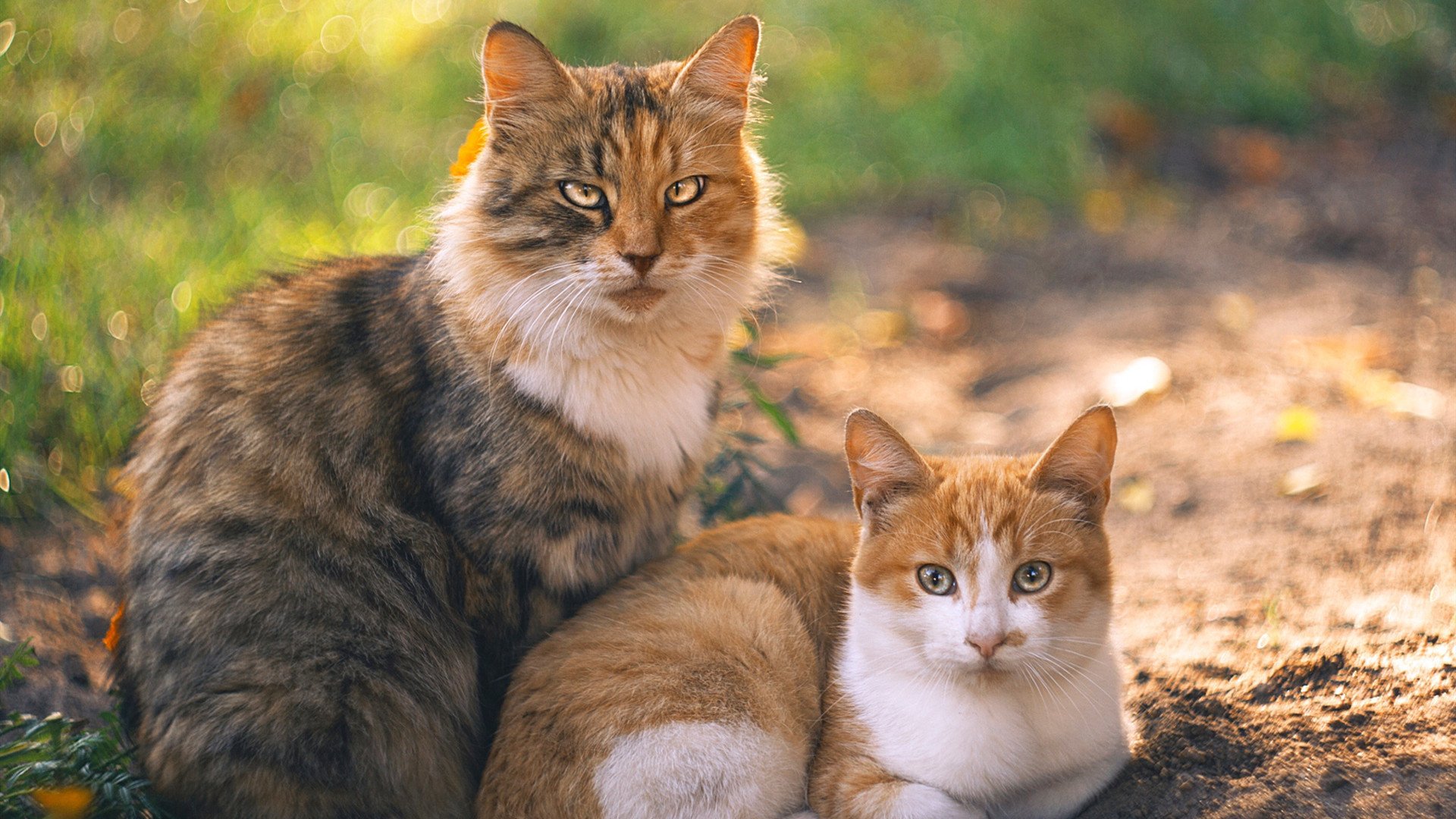 开云sport-跨越柏林与波特兰的关键回合，当德甲争冠之夜遇见利拉德时刻