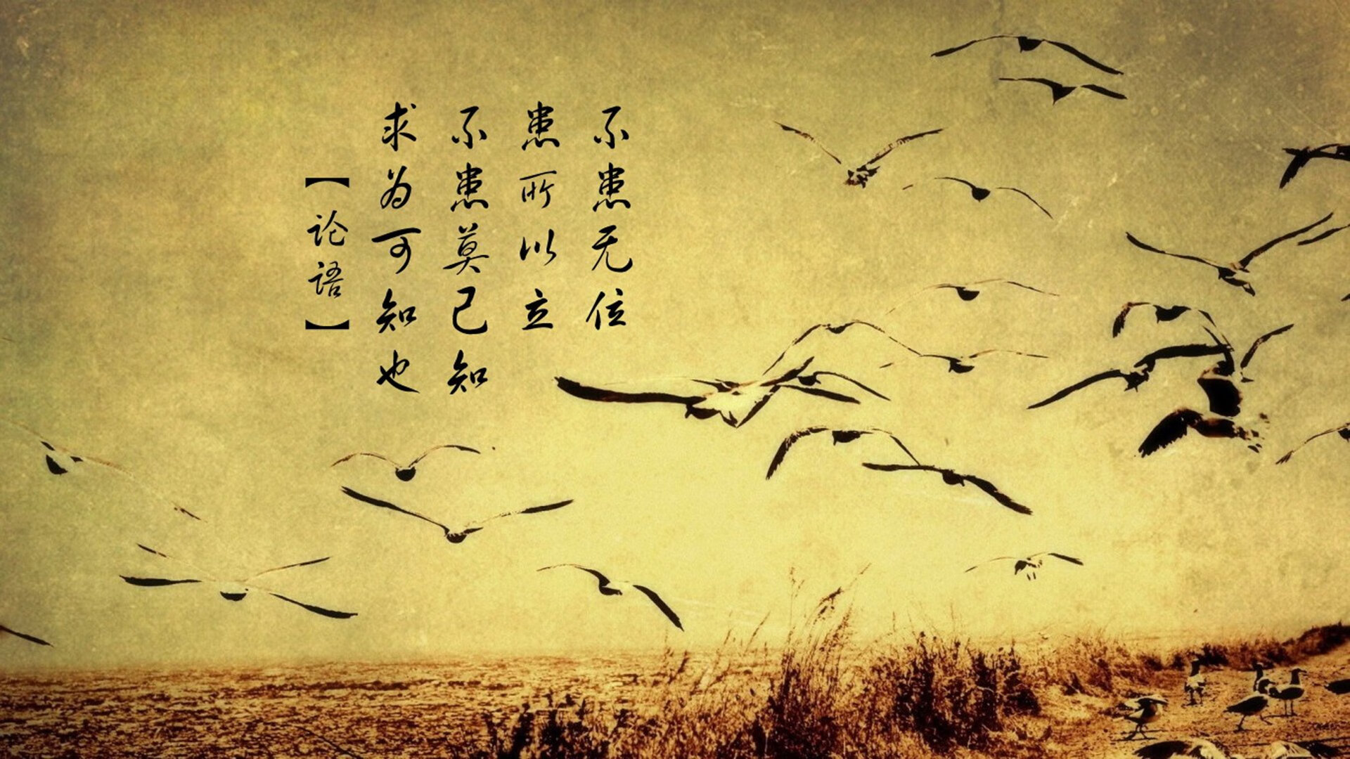 囚笼之困与无冕之帅,解析2026世界杯黑马之战,阿诺德如何导演哥斯达黎加对澳大利亚的窒息式压制